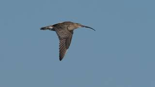 Birds of Poole Harbour Boat Trip and RSPB Arne Goldcrests Treecreeper and Sika Deer with GH6 OM 1 [upl. by Anabal643]