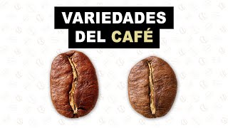 Variedades del café  Se habla café [upl. by Acinhoj733]