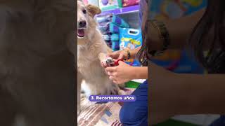 😊 Dia de Spa Canino con LUCAS y Protección de la Piel 🐩 Suplemento y Cepillado  Naricitas Pet Shop [upl. by Kapeed]