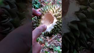 Gak nyangka di kebun durian ini menemukan hewan langka Ngebolang 25 jejakbudakabrag [upl. by Pollyanna]