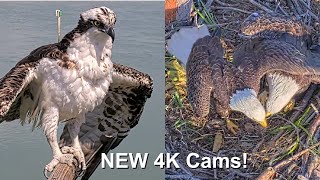 New 4K Eagle amp Osprey Live Cams Captiva Island Cams [upl. by Crocker]