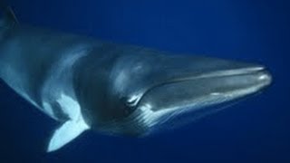 Swimming with Dwarf minke whales on board Eye to Eye Marine Encounters Sunday Night Program [upl. by Nyre]