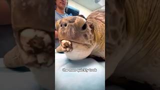 Turtles covered in barnaclesturtle barnacle pain terrorism youtube foryou [upl. by Crooks60]