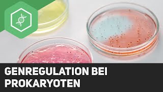 Genregulation bei Prokaryoten [upl. by Kama]