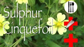 Sulphur Cinquefoil Edible amp Medicinal [upl. by Euseibbob602]