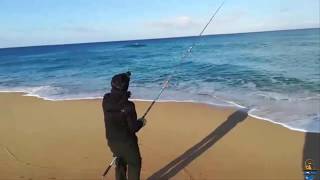 Leccia amia a Surf Casting [upl. by Garnette]