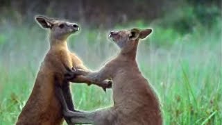 Kangaroo Boxing  Attenborough  BBC Earth [upl. by Gerhardine]