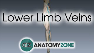 Lower Limb Veins Overview  3D Anatomy Tutorial [upl. by Ilrahs]