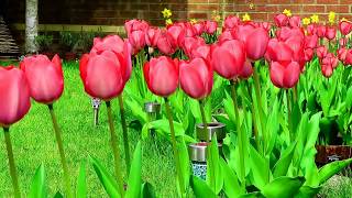 How To Grow Beautiful Tulip Flowers in your Garden like a Dream [upl. by Norak]