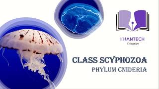 Class Scyphozoa  Classification of Phylum Cnidaria [upl. by Kiker]