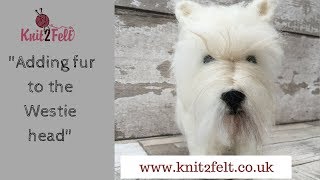 Adding Fur to the Westie Head [upl. by Dud]