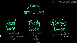 Parasitology 33 Arthropods 07 »DrMoaz [upl. by Gnek]