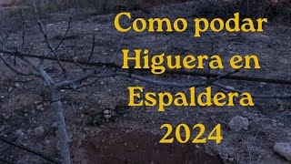 Cómo podar higuera en espaldera 2024 [upl. by Rusell]