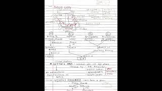 Nasal septum👃🏻 anatomy notes universityexams nose [upl. by Anali115]