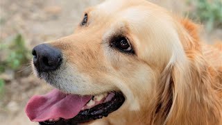 Exploring the Amazing Abilities of Chesapeake Bay Retrievers [upl. by Bauer]