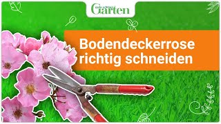 Bodendeckerrosen schneiden So geht’s [upl. by Seabrook]