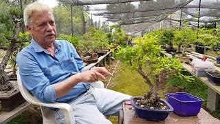 Como hacer un Bonsai Fertilizantes y Abonos Orgánicos [upl. by Adnilreh413]