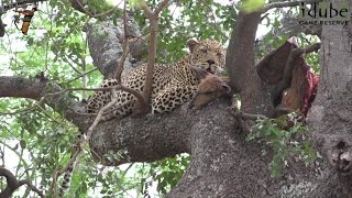 Male Leopard With A Bushbuck Up A Tree [upl. by Atipul]