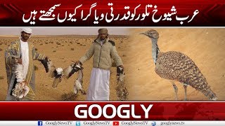 Arab Sheikhs Use Houbara Bustard Meat As Viagra  Googly News TV [upl. by Nittirb]