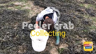 Collecting peeler crab rock turning do’s and don’ts [upl. by Mario159]