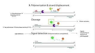 Taqman probe quantitative PCR  Technique  Principle  Working [upl. by Lahsiv]