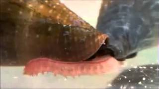 Biodiversity of Cone Snails and Other Venomous Marine Gastropods Supplemental Video 4 [upl. by Anaz630]