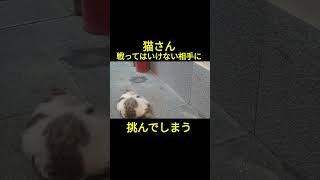 猫さんvs戦ってはいけない相手笑 [upl. by Sisak]