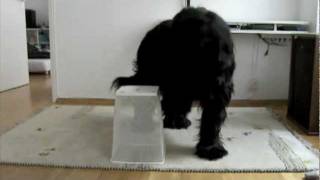 20 amazing dog tricks performed by Elliot the Briard 17months [upl. by Cowden]