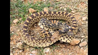 🐍 The Amazing Hissing Bullsnake Sounds just like a Rattlesnake 🐍 [upl. by Sumaes]