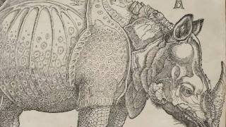 Rhinoceros Albrecht Dürer 1515 [upl. by Wynnie]