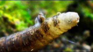 MICROFAUNA in ACQUARIO DOLCE Vermi Insetti e Larve [upl. by Loydie307]