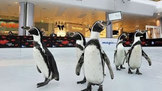 Cute Penguins Go Ice Skating [upl. by Mitchiner]