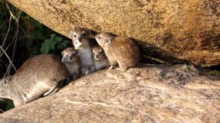 Tree Hyrax Family [upl. by Corabella]