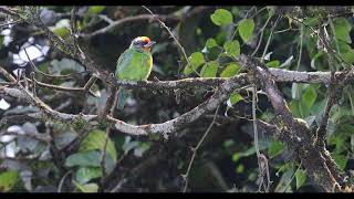 Blackbrowed barbet call 黑眉擬啄木 [upl. by Aidnic]