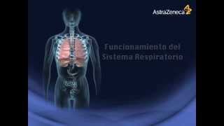 Funcionamiento del Sistema Respiratorio Tel 6643784817 [upl. by Adnof]