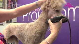 Grooming Guide  Standard Poodle Miami Trim  Pro Groomer [upl. by Lamaaj]