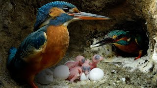 Kingfisher Chicks Hatch amp Dad Eager to Feed  4K  Discover Wildlife  Robert E Fuller [upl. by Aeresed]