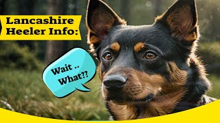 Lancashire Heeler Info Perfect Family Pets [upl. by Coucher]