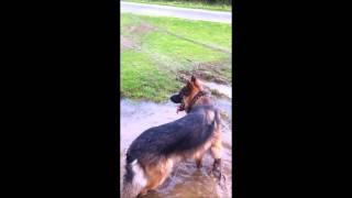 Dog training  a poorly socialised German Shepherd perhaps considered quotdog aggressivequot [upl. by Akiret]