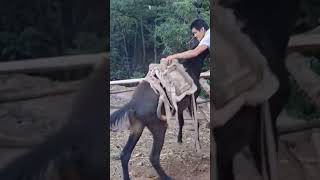 The process of installing the wood saddle for the horse [upl. by Sileas]