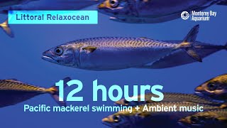 12 Hours of Fish Swimming with Ambient Music at Monterey Bay Aquarium  Littoral Relaxocean [upl. by Costin440]