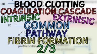 Blood Clotting 23  Coagulation Cascade Intrinsic Extrinsic and Common Pathway  Fibrin Formation [upl. by Henigman764]