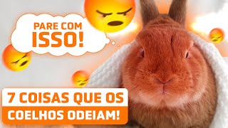 7 COISAS QUE OS COELHOS ODEIAM que fazemos sem pensar [upl. by Skolnik27]