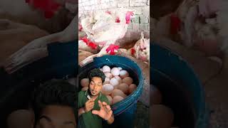 मुर्गी है या अंडे की मसीन 🤯egg farmer ytshortsviral [upl. by Humfrid]