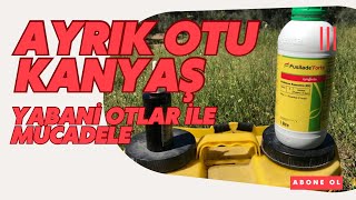 Ayrık otu ve Kanyaş otu ile mücadele [upl. by Eniarral]