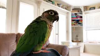 Trello the Green Cheek Conure Talking [upl. by Nomrac750]