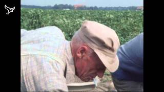 Pioniers de kolonisten van de Noordoostpolder van 19052013 [upl. by Yeldud]