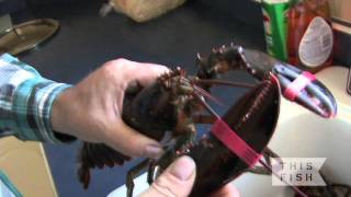 How to choose a quality lobster with fisherman Hubert Saulnier [upl. by Adlev979]