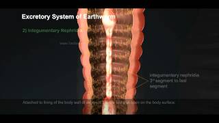 4 Excretory System of Earthworm 512 1 [upl. by Dlared455]