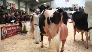 UK Dairy Expo 2016Mature Holstein Class [upl. by Hnirt]